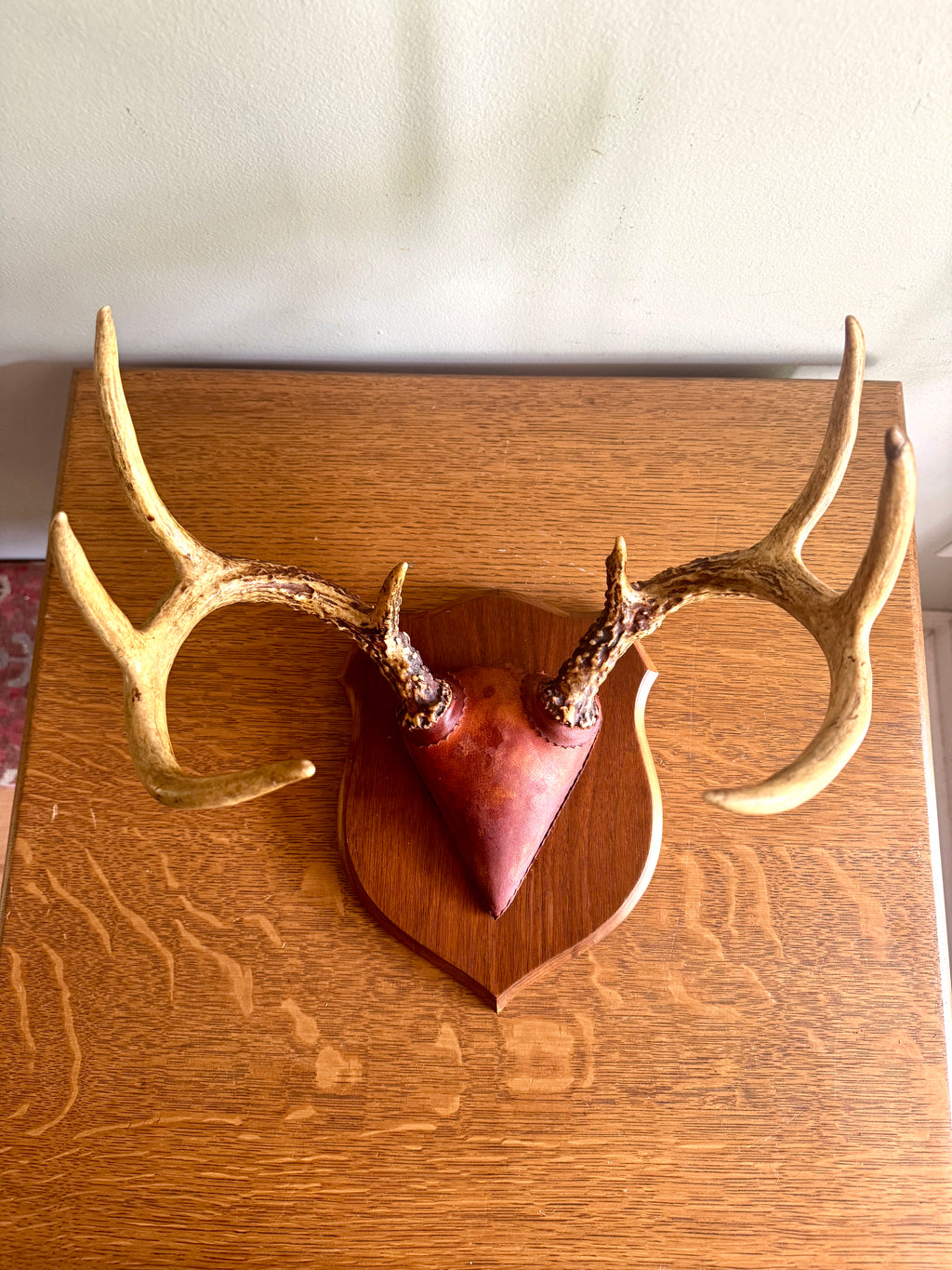 Vintage Deer Antler Wall Mount ~ 8 Point Antler Mounted with Leather and on Wood Plaque