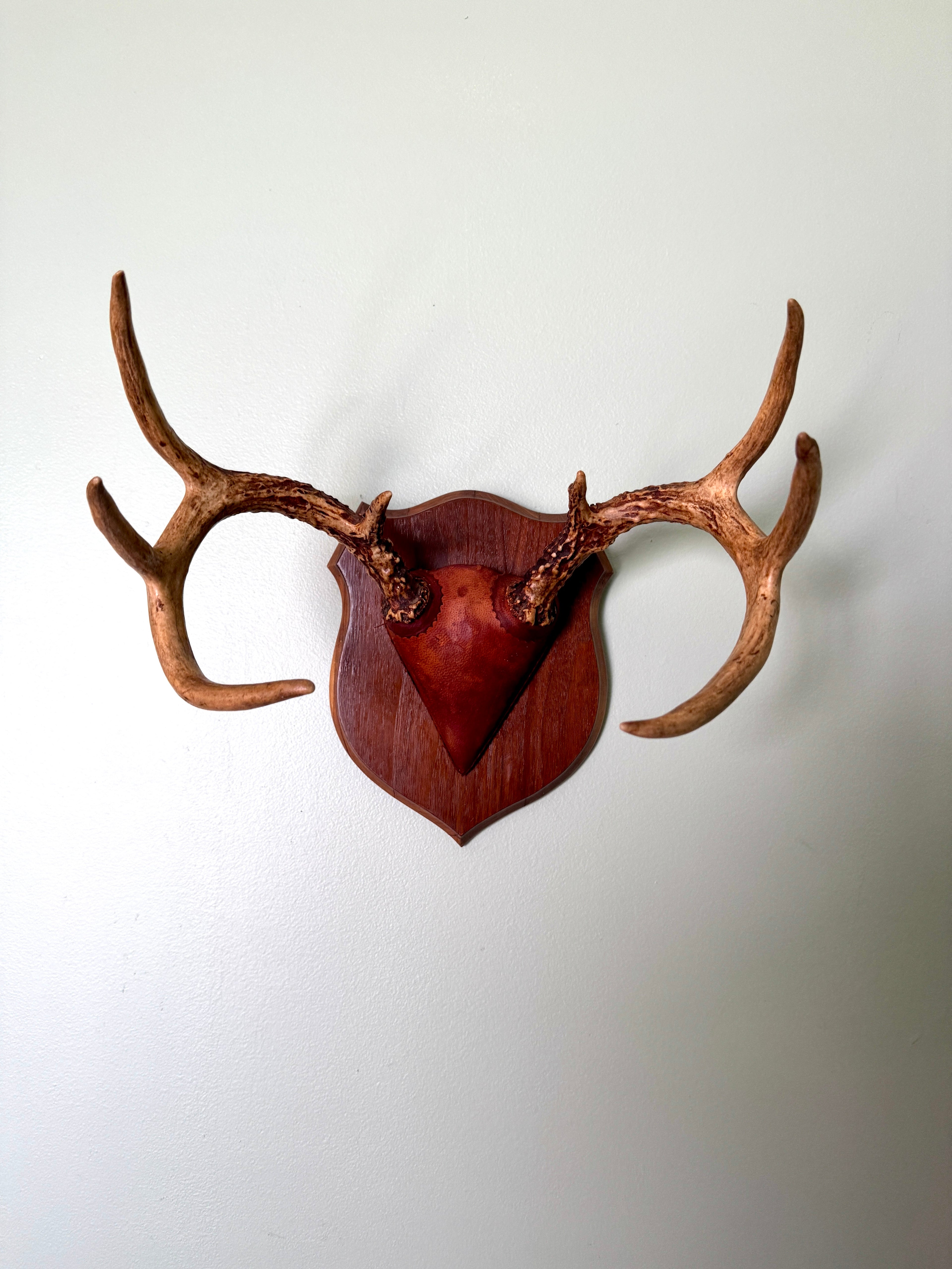 Vintage Deer Antler Wall Mount ~ 8 Point Antler Mounted with Leather and on Wood Plaque