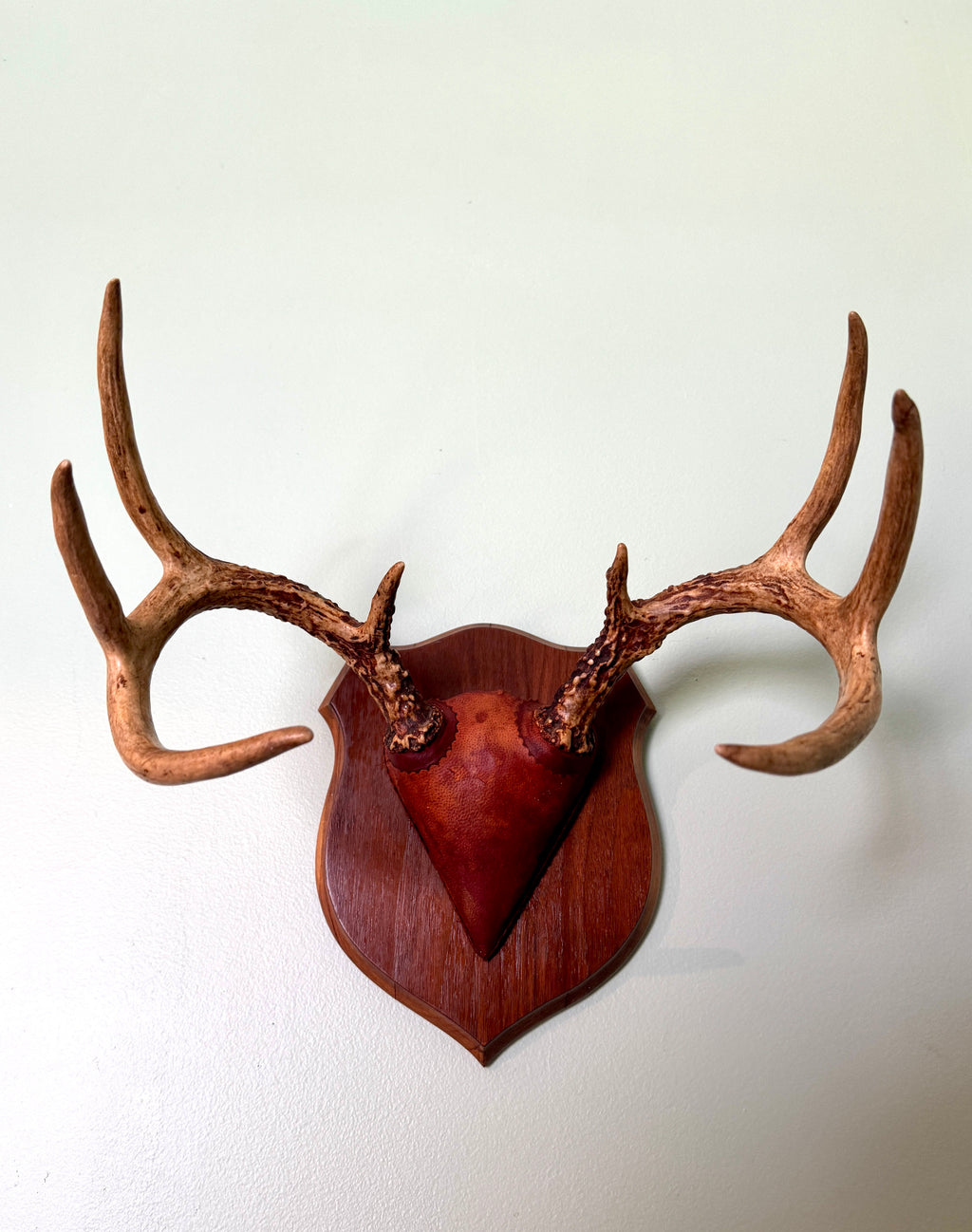 Vintage Deer Antler Wall Mount ~ 8 Point Antler Mounted with Leather and on Wood Plaque