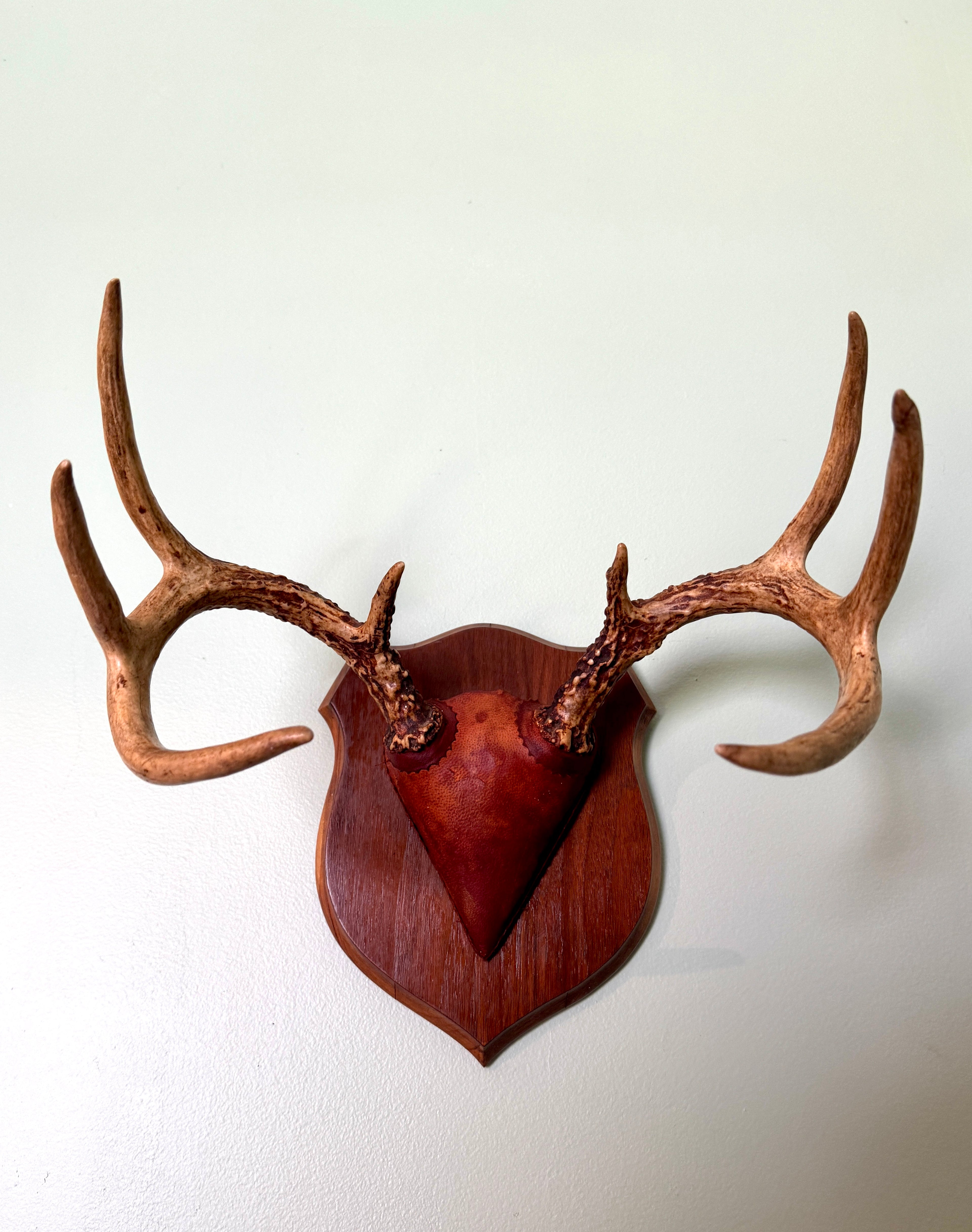Vintage Deer Antler Wall Mount ~ 8 Point Antler Mounted with Leather and on Wood Plaque