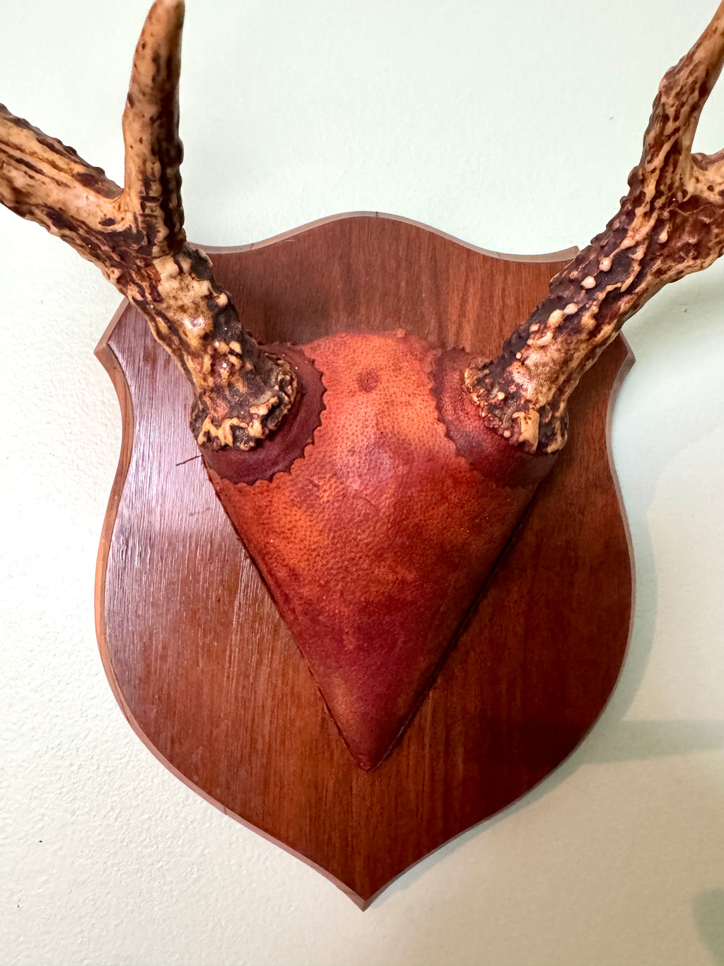 Vintage Deer Antler Wall Mount ~ 8 Point Antler Mounted with Leather and on Wood Plaque