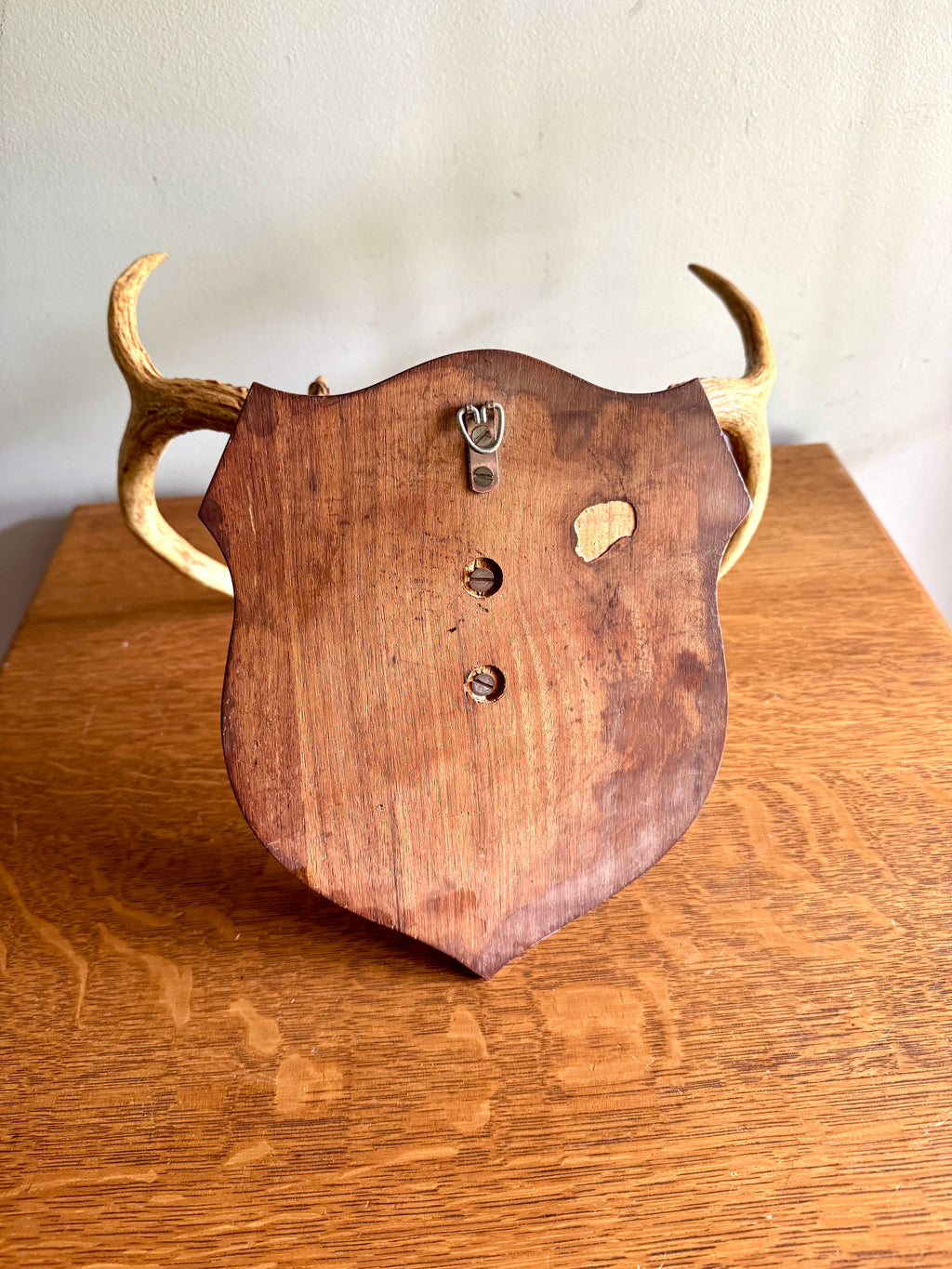 Vintage Deer Antler Wall Mount ~ 8 Point Antler Mounted with Leather and on Wood Plaque