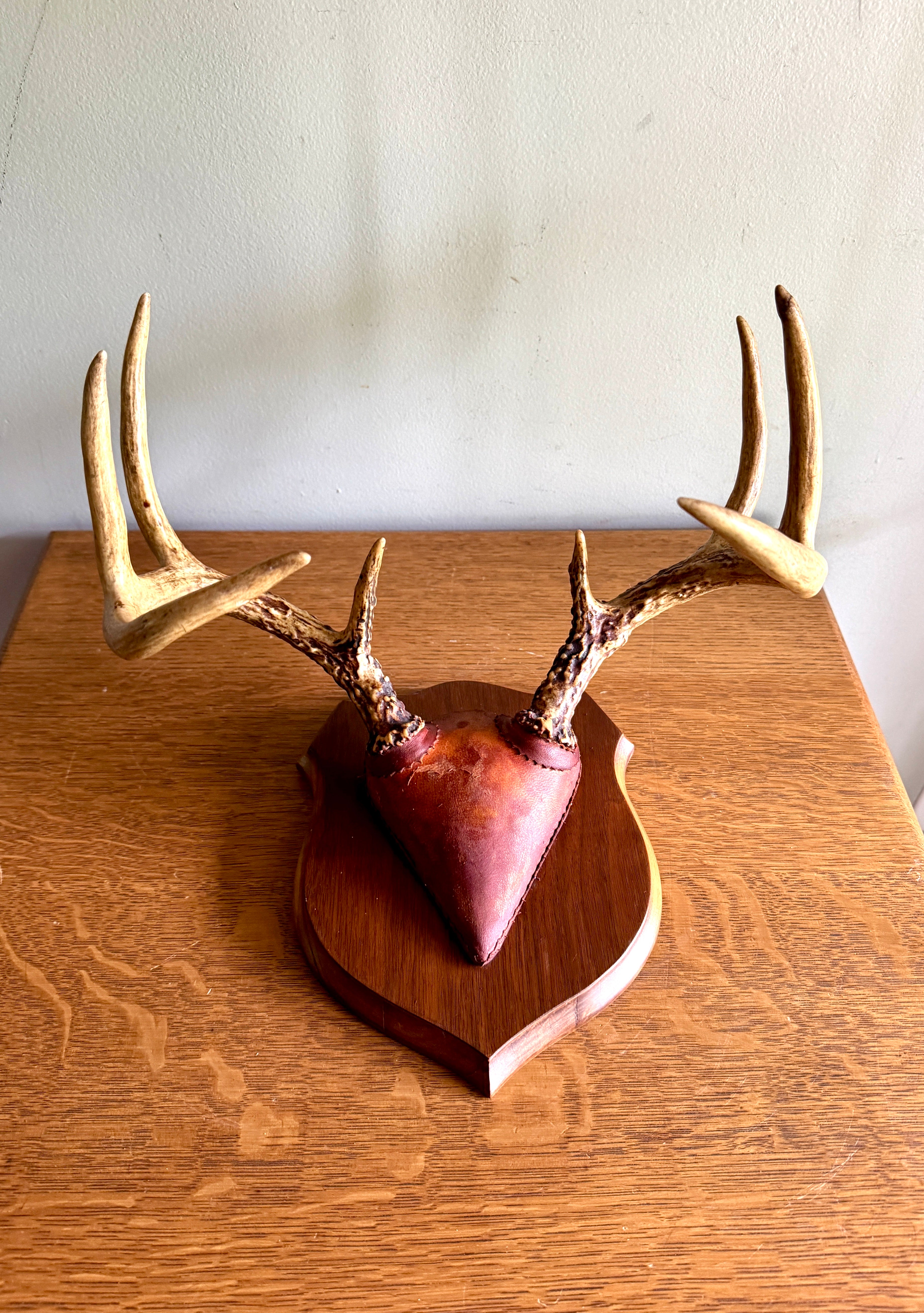 Vintage Deer Antler Wall Mount ~ 8 Point Antler Mounted with Leather and on Wood Plaque