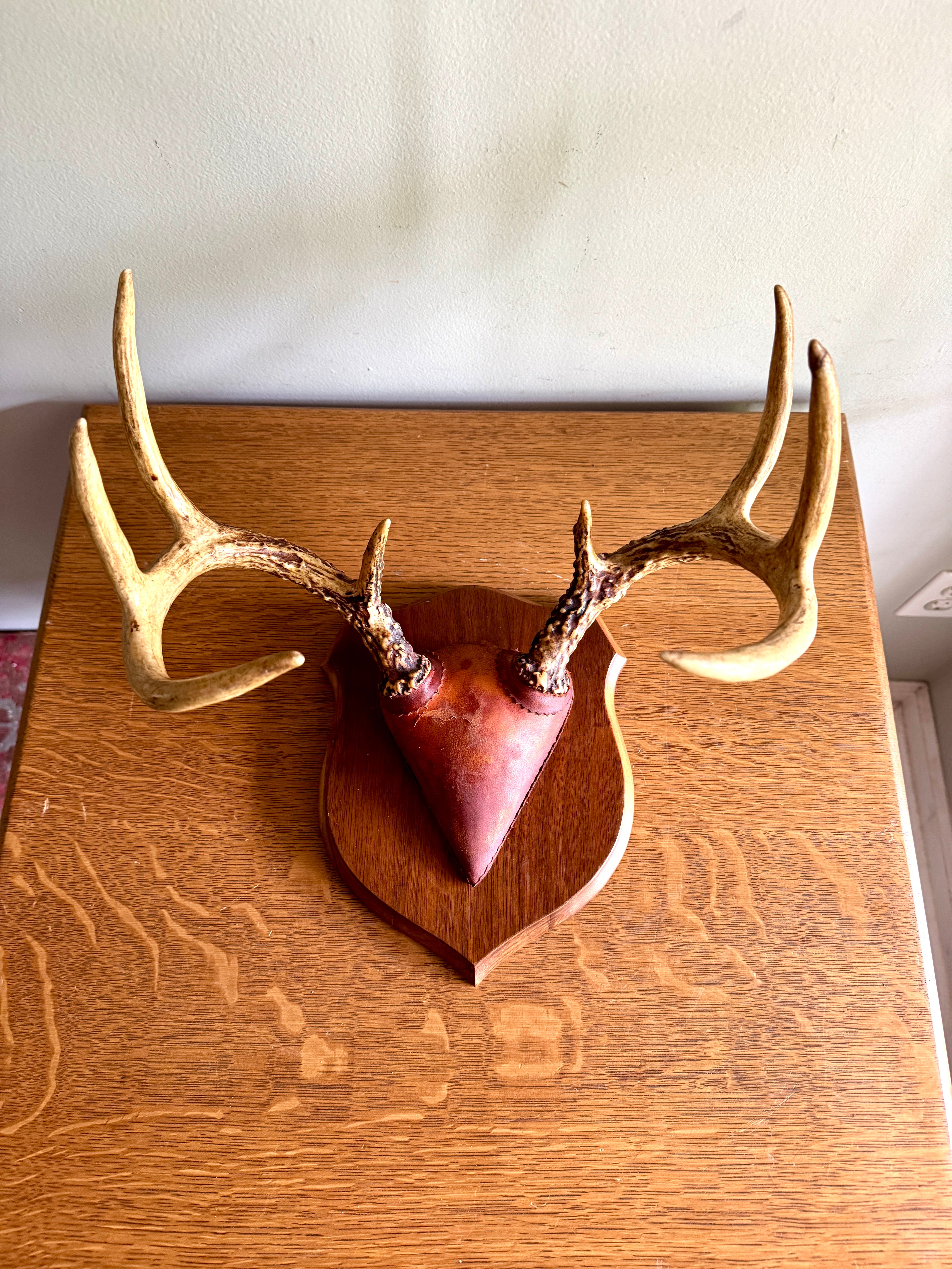 Vintage Deer Antler Wall Mount ~ 8 Point Antler Mounted with Leather and on Wood Plaque