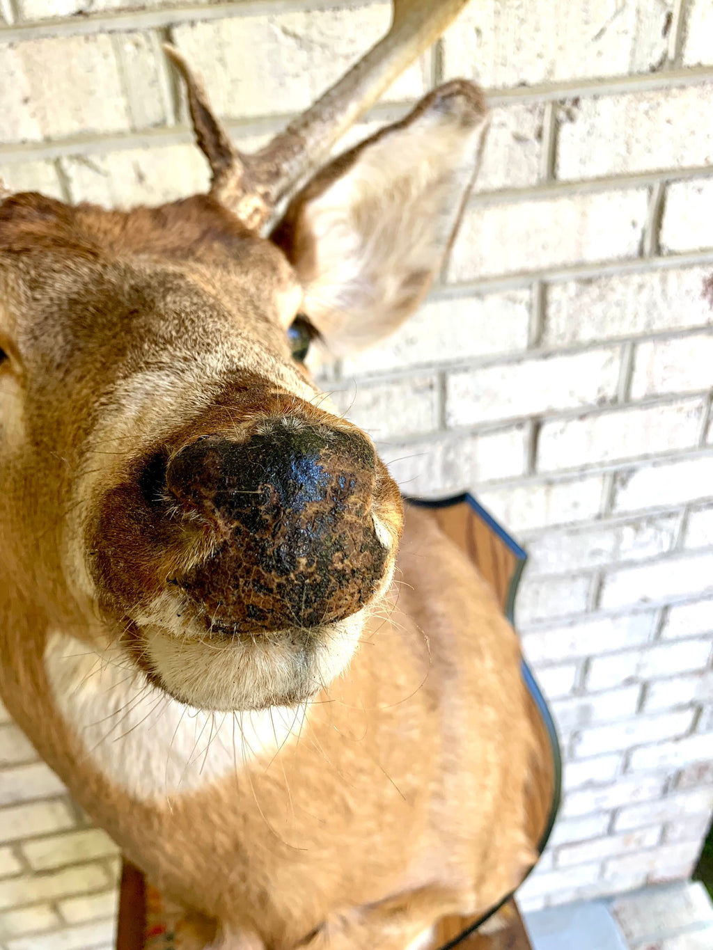 Vintage Deer Wall Mount | Taxidermy Deer Head Mount | 8 Point Buck Wall Mount| Whitetail Deer Wall Mount| Vintage Taxidermy | Shoulder Mount