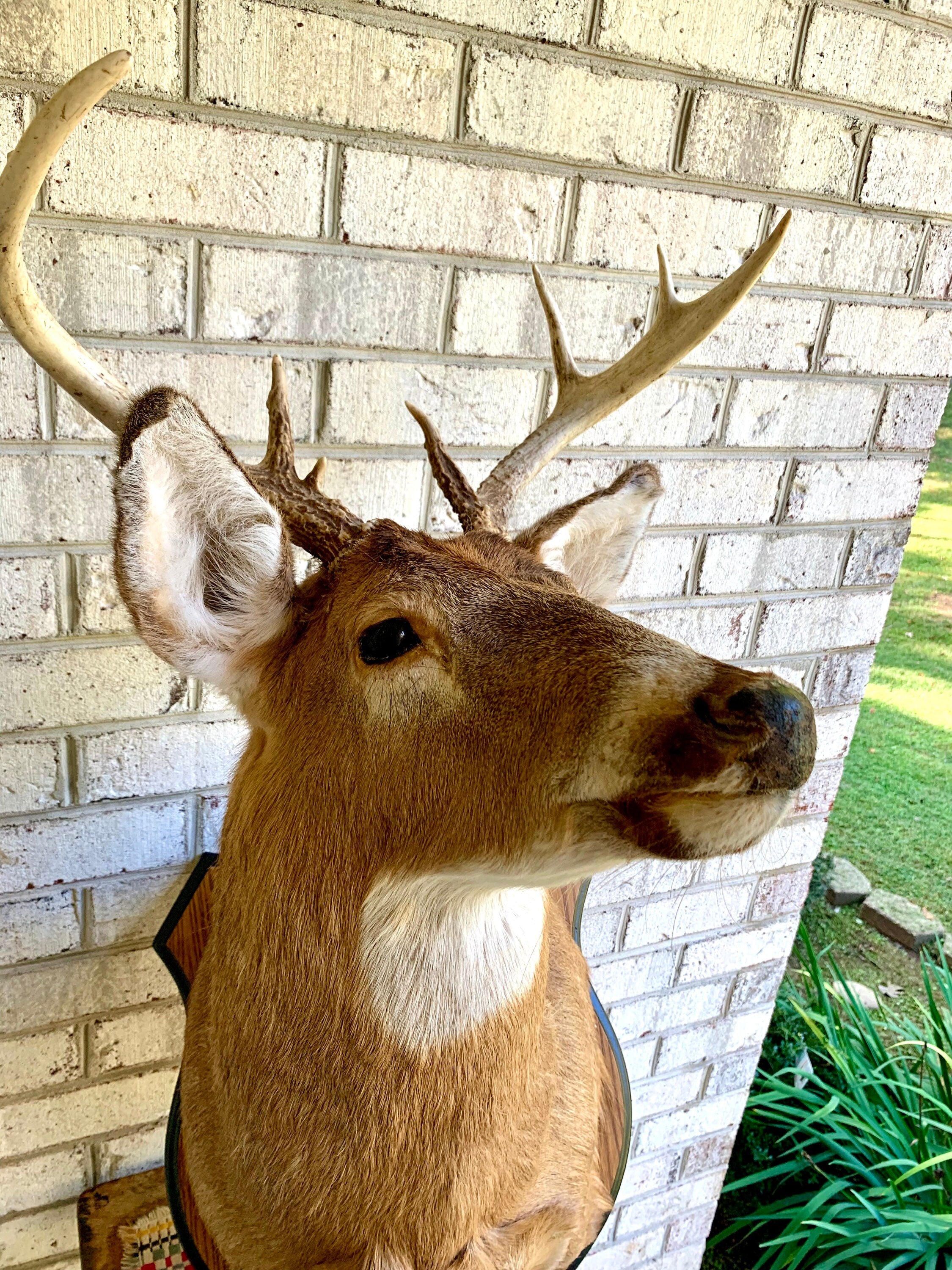 Vintage Deer Wall Mount | Taxidermy Deer Head Mount | 8 Point Buck Wall Mount| Whitetail Deer Wall Mount| Vintage Taxidermy | Shoulder Mount