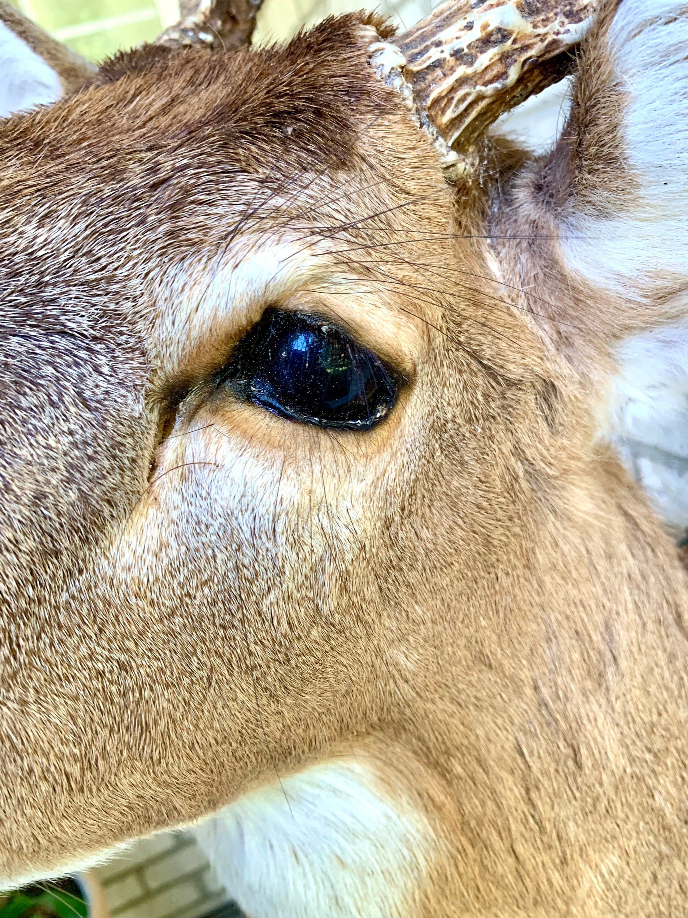 Vintage Deer Wall Mount | Taxidermy Deer Head Mount | 8 Point Buck Wall Mount| Whitetail Deer Wall Mount| Vintage Taxidermy | Shoulder Mount