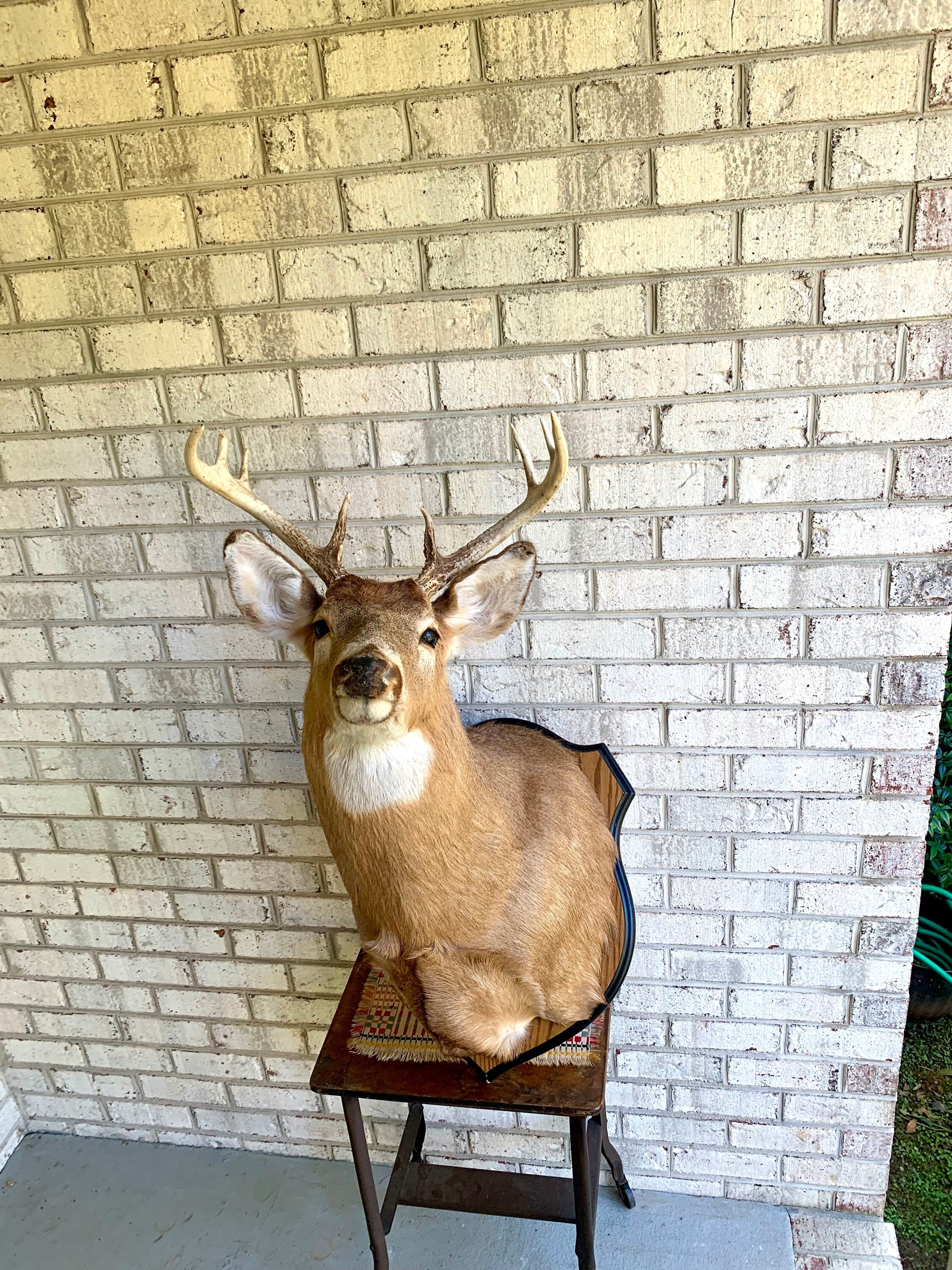 Vintage Deer Wall Mount | Taxidermy Deer Head Mount | 8 Point Buck Wall Mount| Whitetail Deer Wall Mount| Vintage Taxidermy | Shoulder Mount