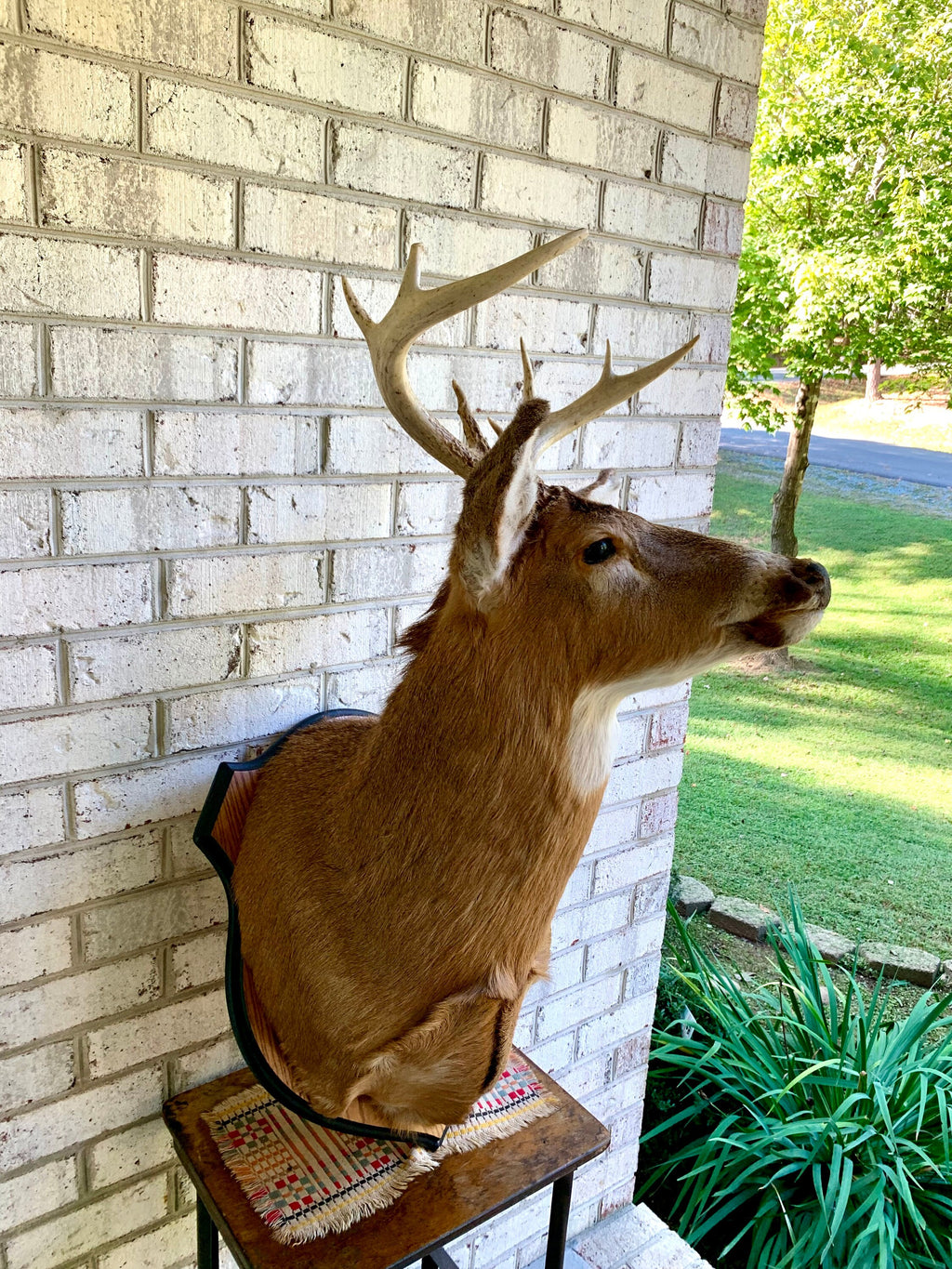 Vintage Deer Wall Mount | Taxidermy Deer Head Mount | 8 Point Buck Wall Mount| Whitetail Deer Wall Mount| Vintage Taxidermy | Shoulder Mount