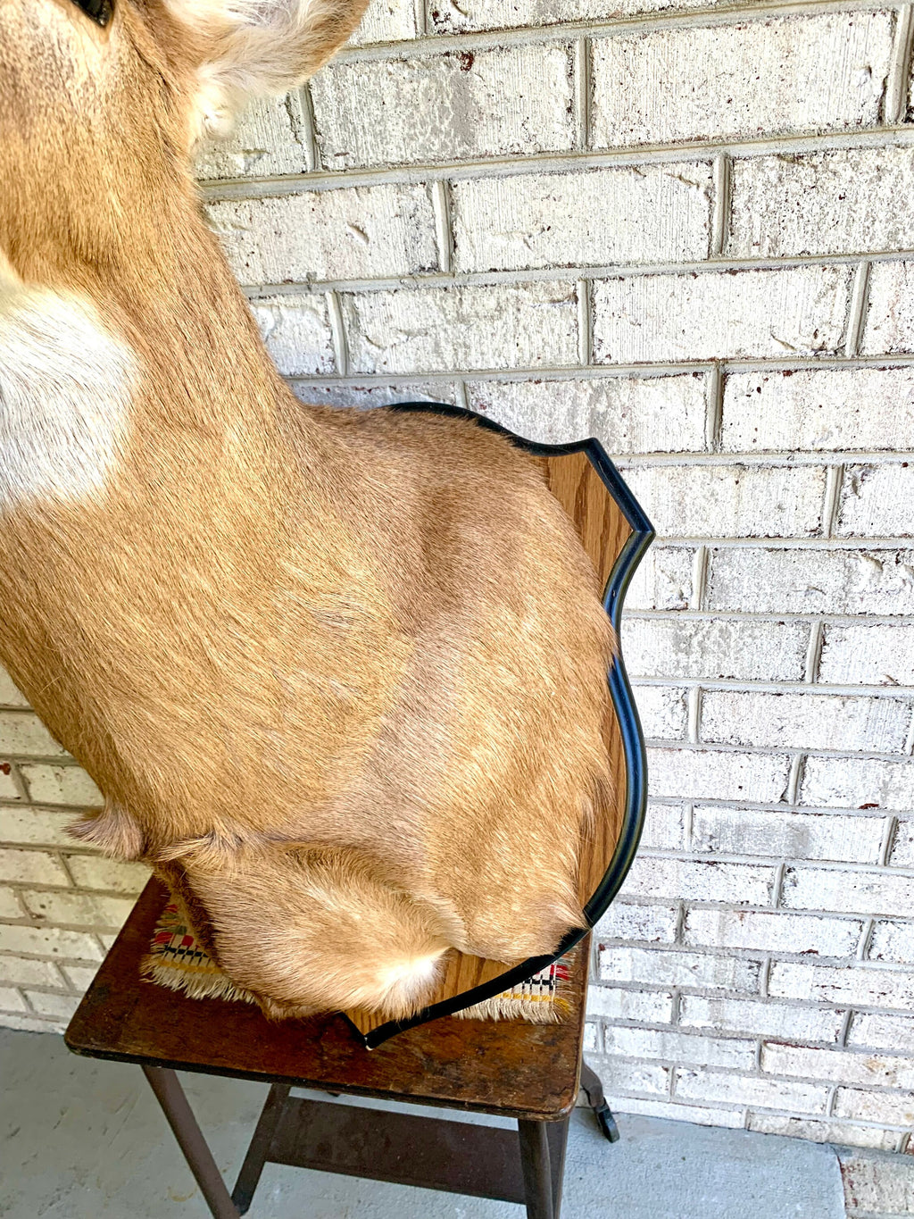 Vintage Deer Wall Mount | Taxidermy Deer Head Mount | 8 Point Buck Wall Mount| Whitetail Deer Wall Mount| Vintage Taxidermy | Shoulder Mount