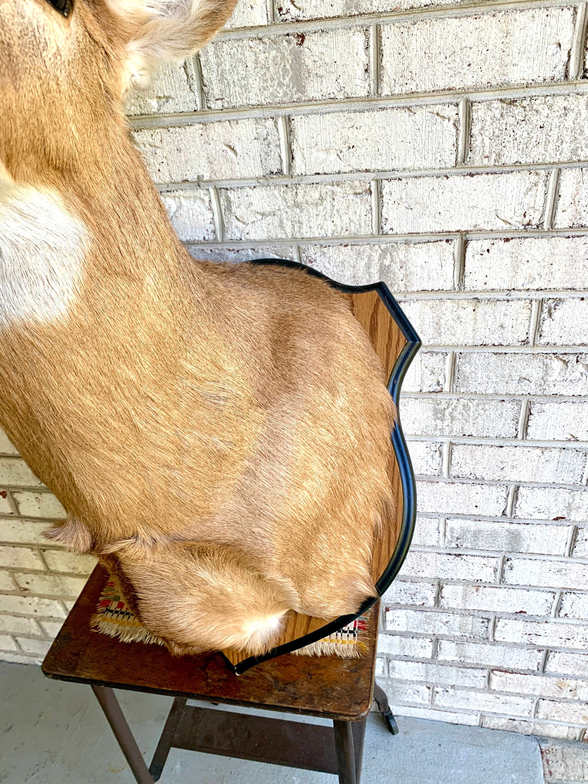 Vintage Deer Wall Mount | Taxidermy Deer Head Mount | 8 Point Buck Wall Mount| Whitetail Deer Wall Mount| Vintage Taxidermy | Shoulder Mount