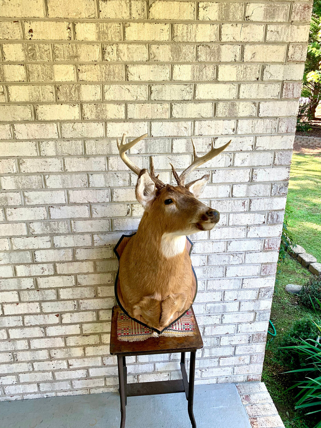 Vintage Deer Wall Mount | Taxidermy Deer Head Mount | 8 Point Buck Wall Mount| Whitetail Deer Wall Mount| Vintage Taxidermy | Shoulder Mount