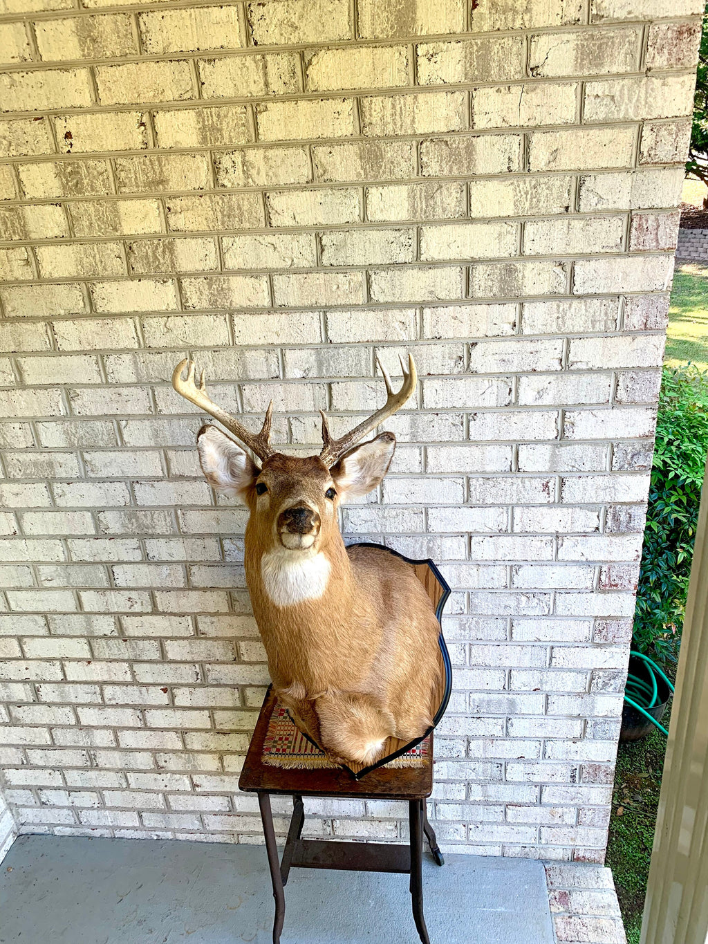 Vintage Deer Wall Mount | Taxidermy Deer Head Mount | 8 Point Buck Wall Mount| Whitetail Deer Wall Mount| Vintage Taxidermy | Shoulder Mount