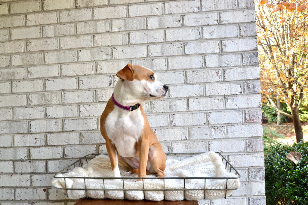 Vtg Industrial Wire Basket | Wire Display Crate | Industrial Wire Tote | Wire Organizer|  Distressed Metal Basket | Rustic Dog Bed
