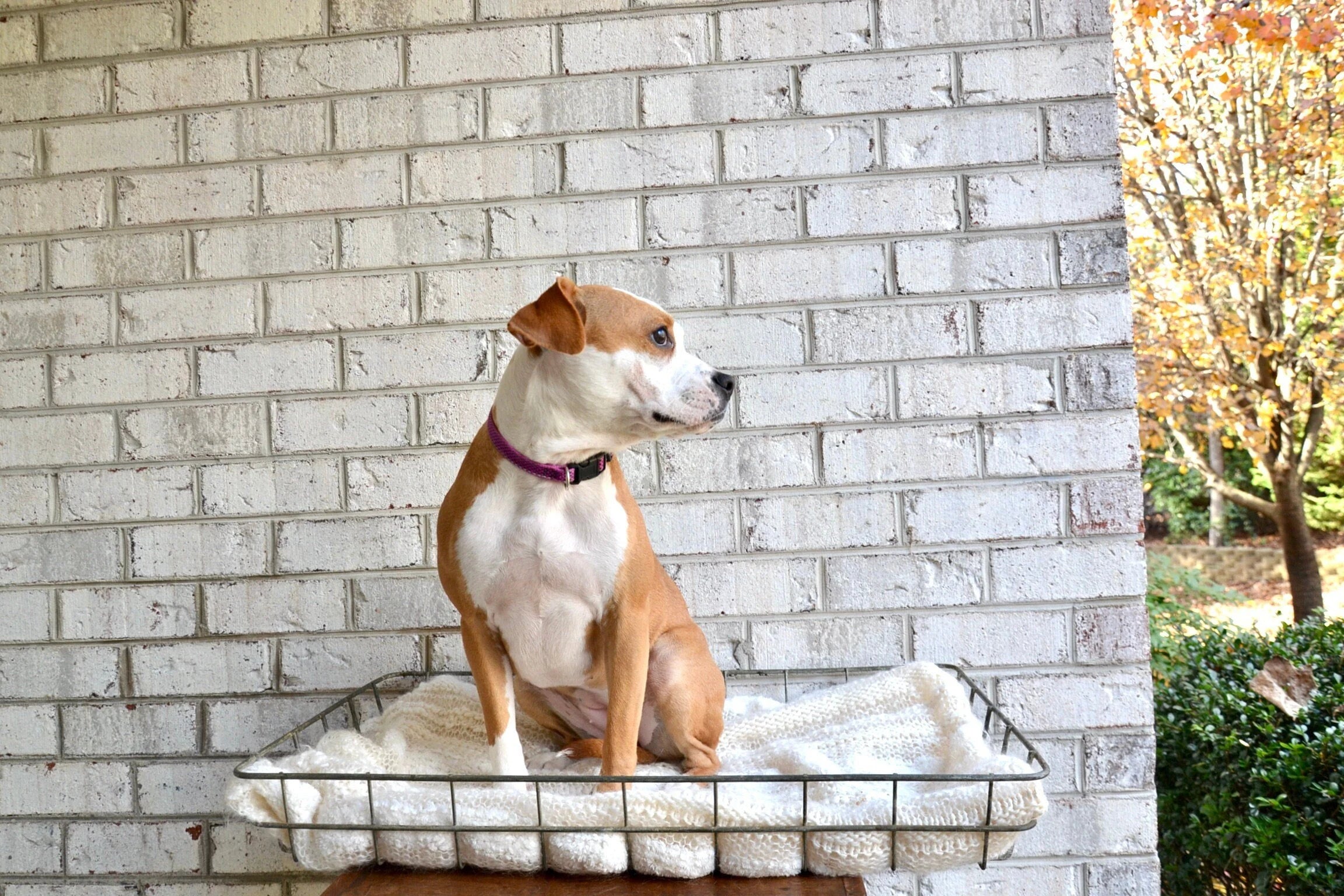 Vtg Industrial Wire Basket | Wire Display Crate | Industrial Wire Tote | Wire Organizer|  Distressed Metal Basket | Rustic Dog Bed